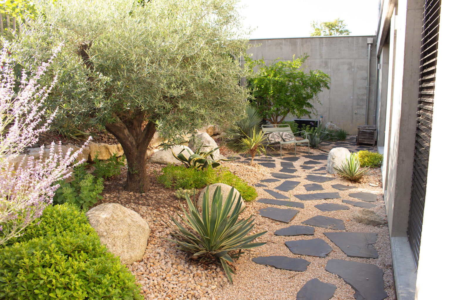 Jardin sec californien avec olivier, rochers, yucca panaché, perovskia et opus d'ardoise – projet BUXUS