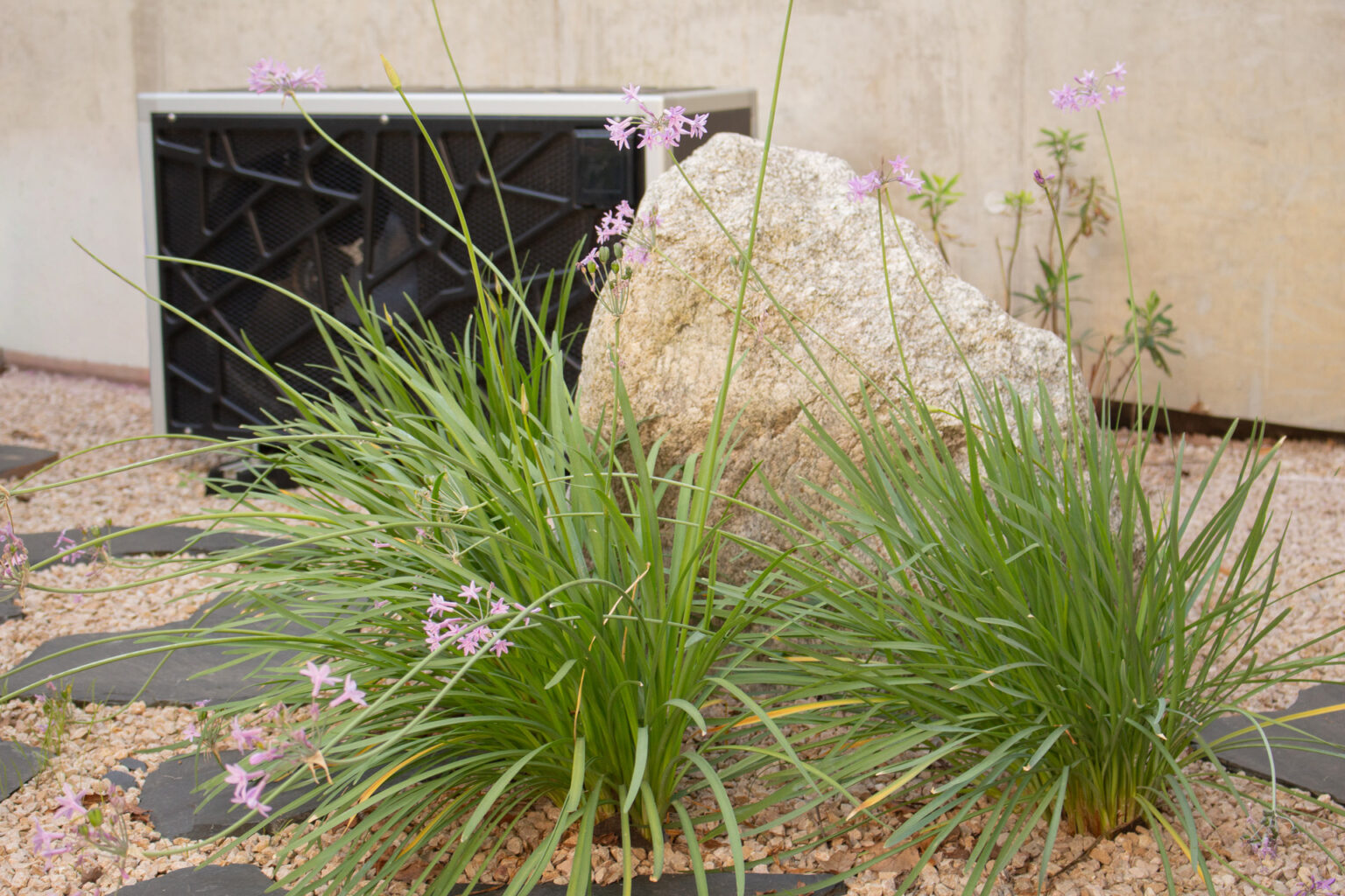Touffes de tulbaghia en fleurs devant un rocher clair et une unité technique, sur granulat et pas d'ardoise – projet BUXUS