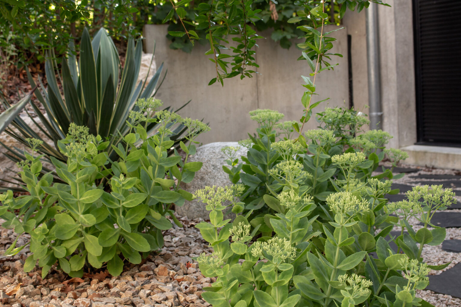 Sedum en boutons et yucca panaché sur paillage minéral devant un rocher et le mur béton de la maison – projet BUXUS
