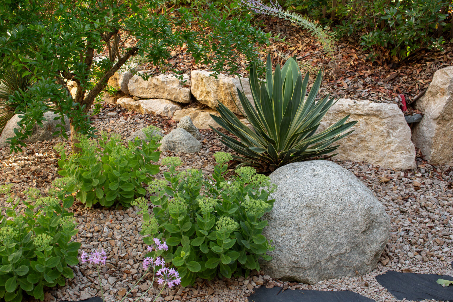 Rocher arrondi, yucca panaché, sedums et tulbaghia sur granulat devant un muret de pierres sèches – projet BUXUS