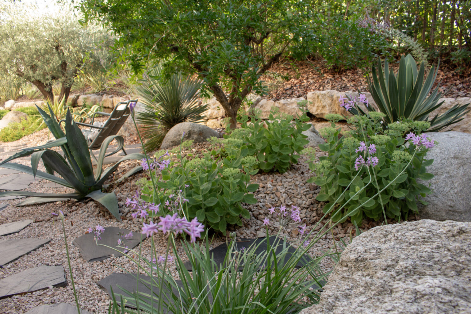Massif sec avec agave, tulbaghias, sedums et yuccas autour d'un fauteuil de jardin, olivier en fond – projet BUXUS