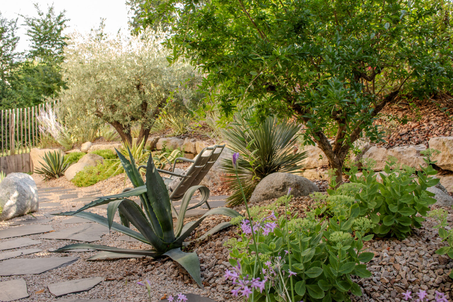 Agave bleu au premier plan sur granulat, fauteuil, olivier et cheminement en opus d'ardoise – projet BUXUS