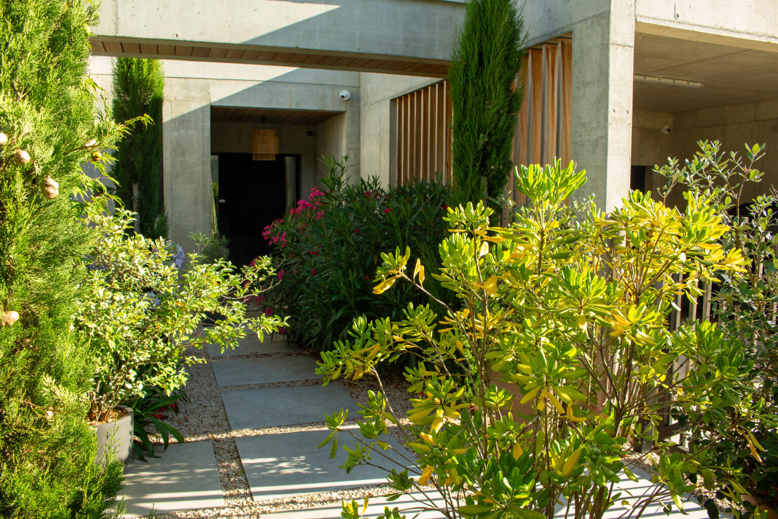 Massif persistant de pittosporum, laurier-rose fleuri et cyprès le long des dalles de l'entrée – projet BUXUS