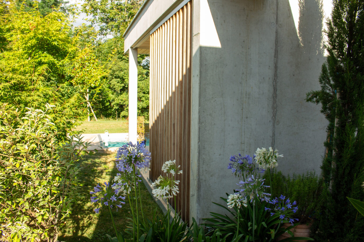 Agapanthes bleues et blanches au pied d'un mur béton et d'un claustra bois, piscine en fond – projet BUXUS