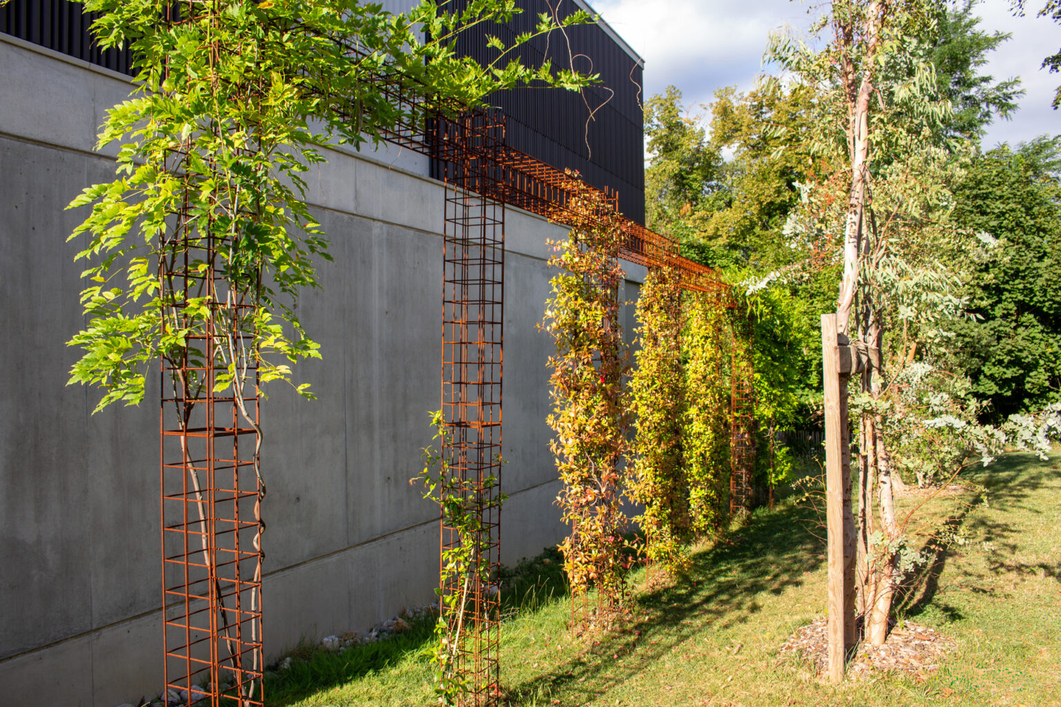 Alignement de colonnes acier treillis reliées par des traverses, colonisées par des grimpantes – projet BUXUS