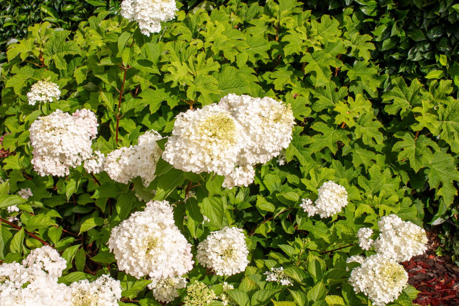 Massif d'hortensias paniculata aux fleurs blanches devant une haie persistante, paillage rouge au pied – projet CAMELLIA