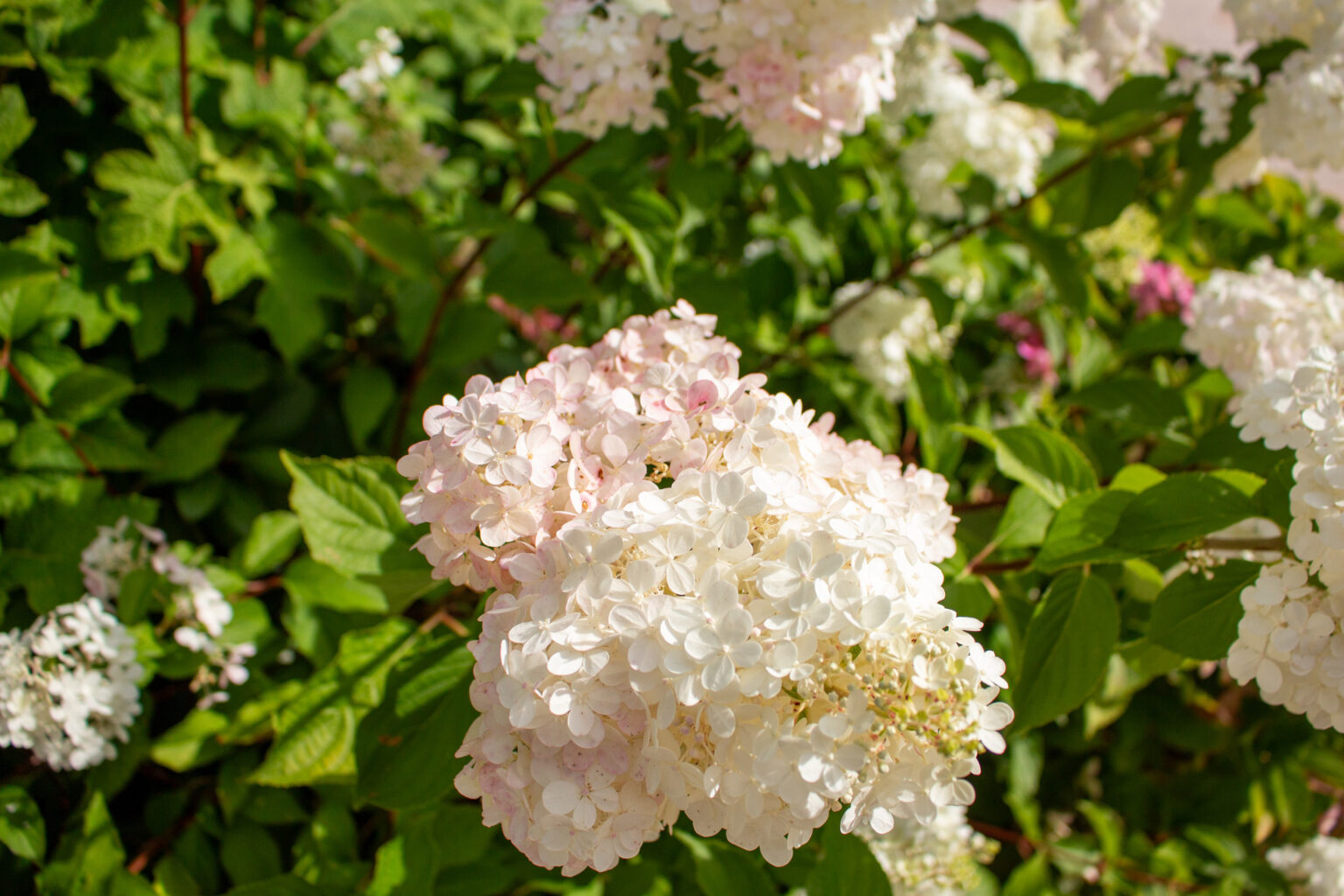 Gros plan sur une inflorescence d'hortensia paniculata rosissant au soleil – projet CAMELLIA