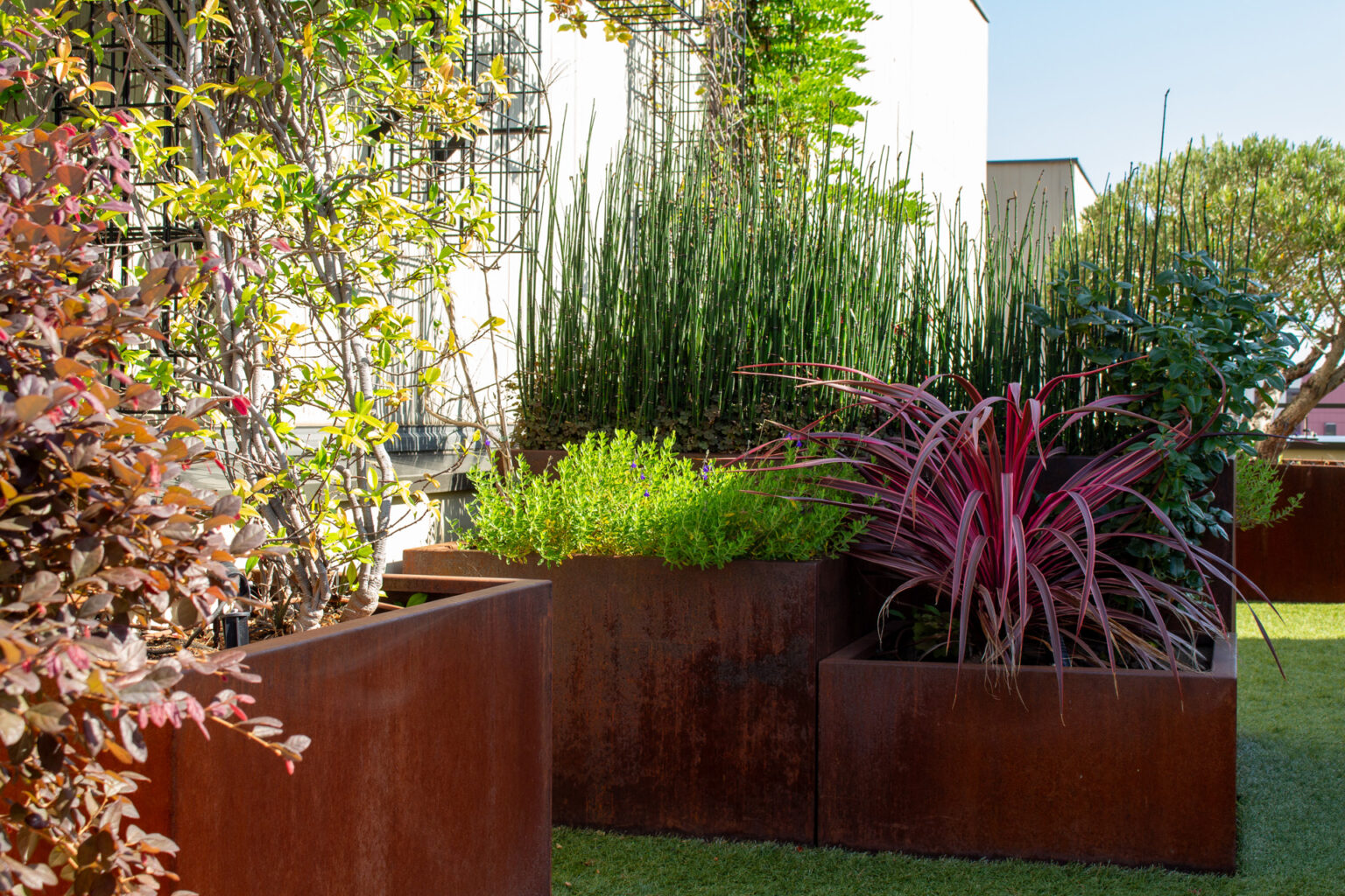 Bacs en acier corten plantés de loropetalum, prêles, thym et cordyline rose devant le mur végétalisé – projet JASMINUM