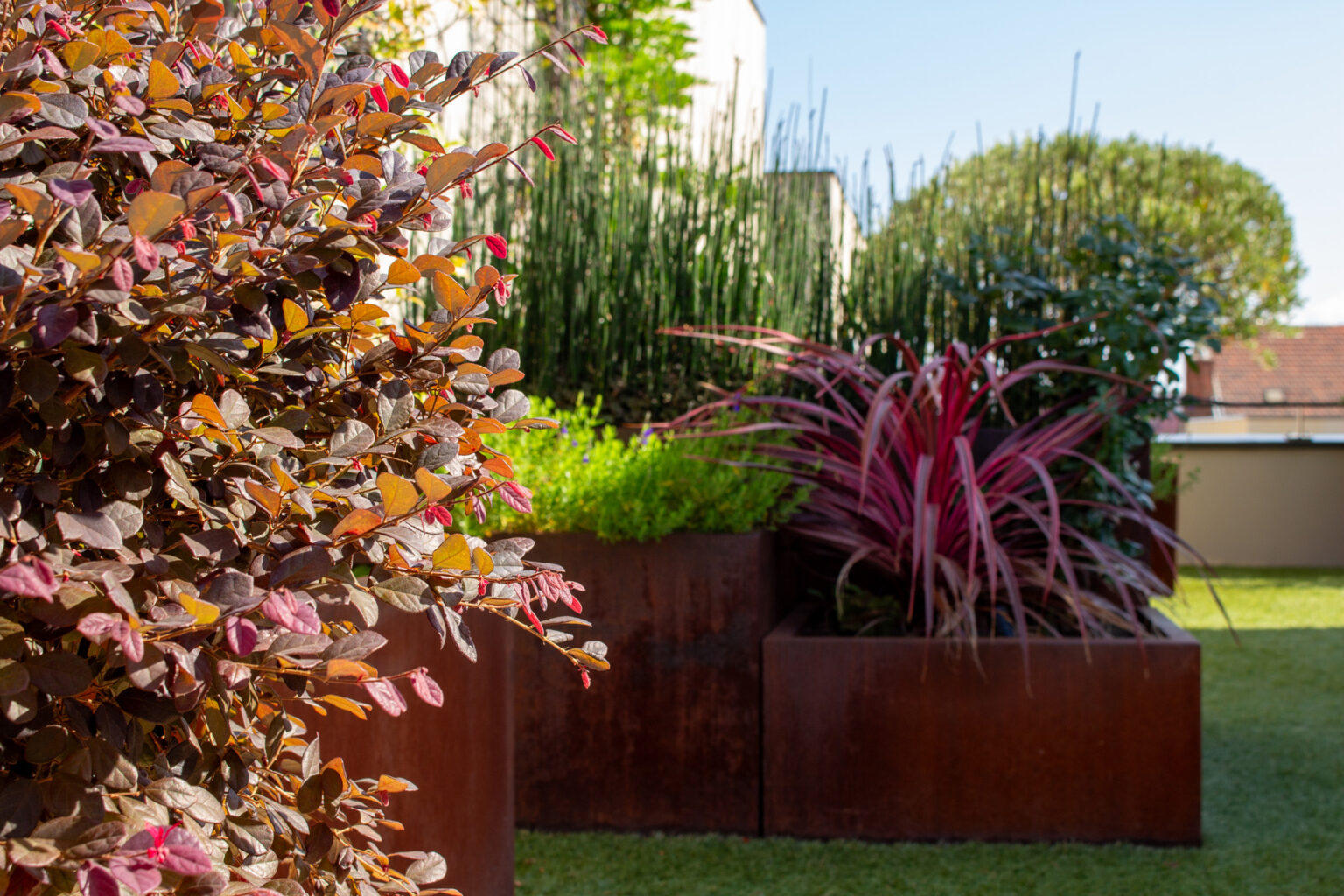 Gros plan sur les bacs corten : loropetalum pourpre, cordyline rose et prêles sur fond d'arbres taillés – projet JASMINUM
