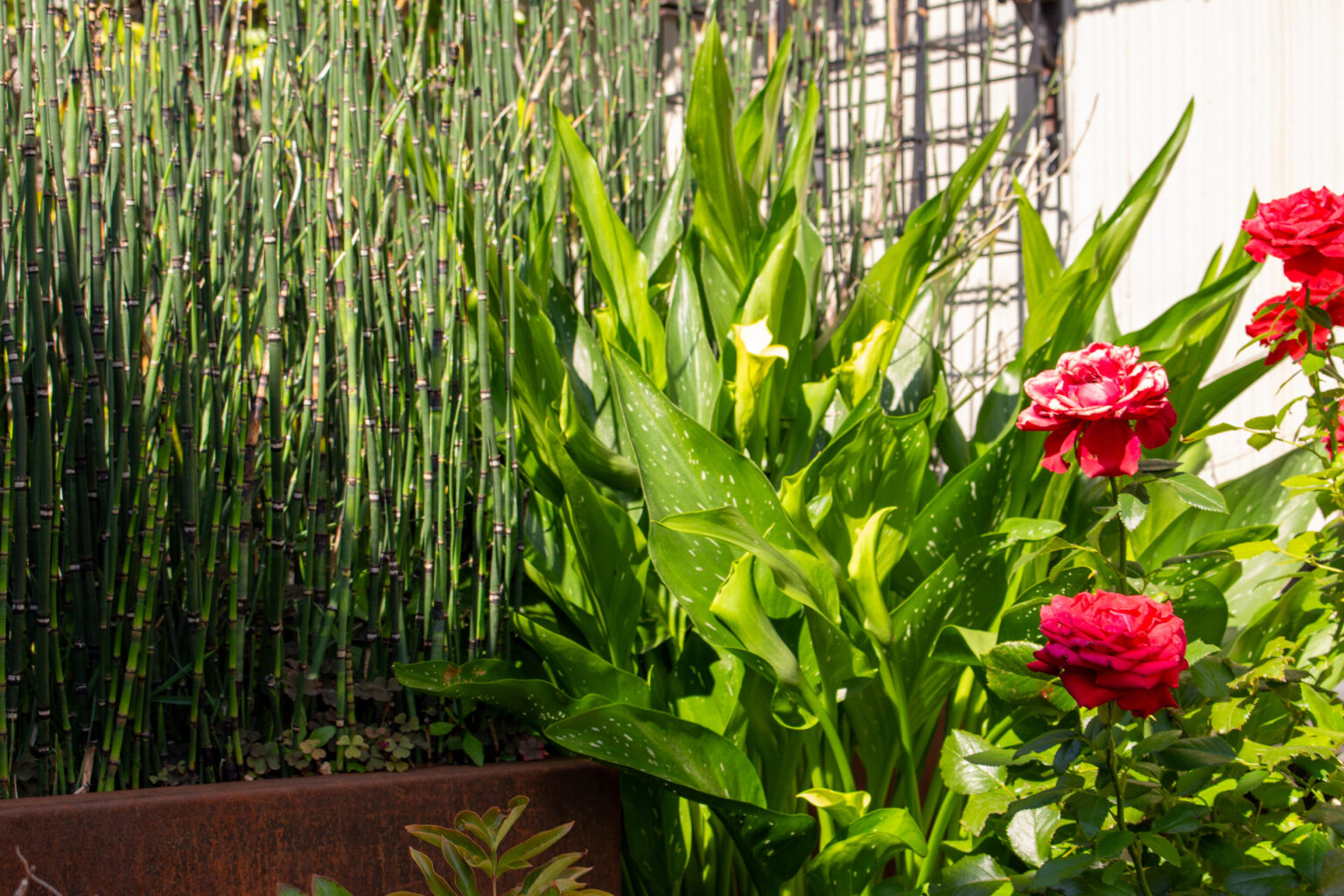 Prêles, arums tachetés et rosier rouge en fleurs dans un bac corten devant les colonnes grillagées – projet JASMINUM