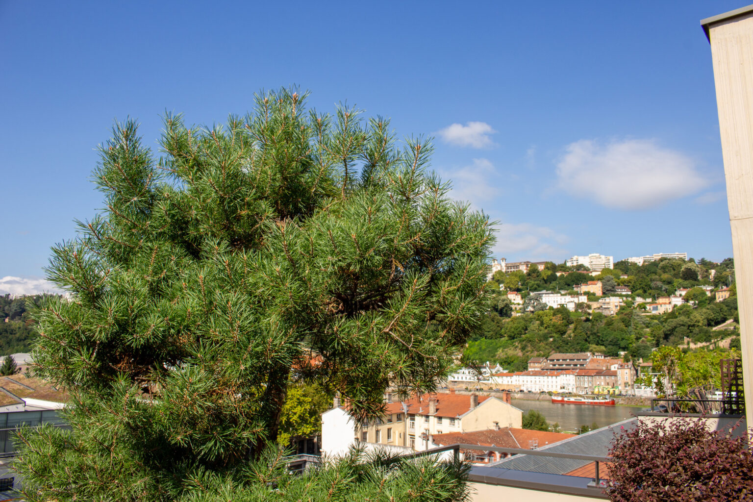 Pin sylvestre en bac dominant la vue sur la rivière et les collines urbanisées depuis la terrasse – projet JASMINUM