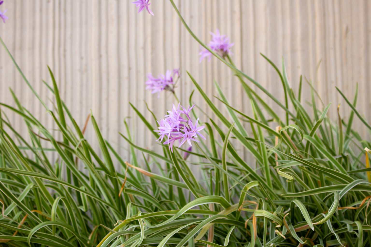 Fleurs mauves de tulbaghia se détachant sur le mur en béton strié de la terrasse – projet JASMINUM