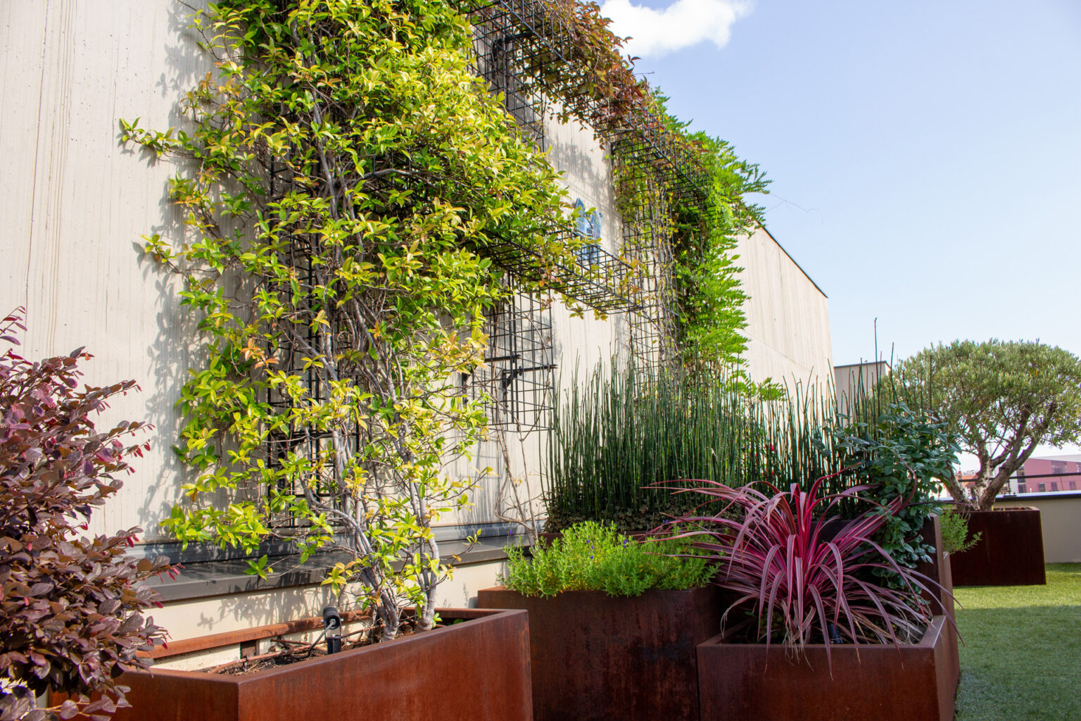 Jasmin palissé sur les colonnes acier du mur béton, bacs corten plantés de prêles, cordyline et loropetalum – projet JASMINUM