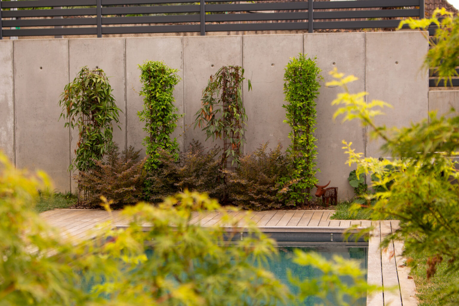 Mur de soutènement en béton banché en fond de piscine, grimpantes sur treillis et terrasse bois – projet LOROPETALUM