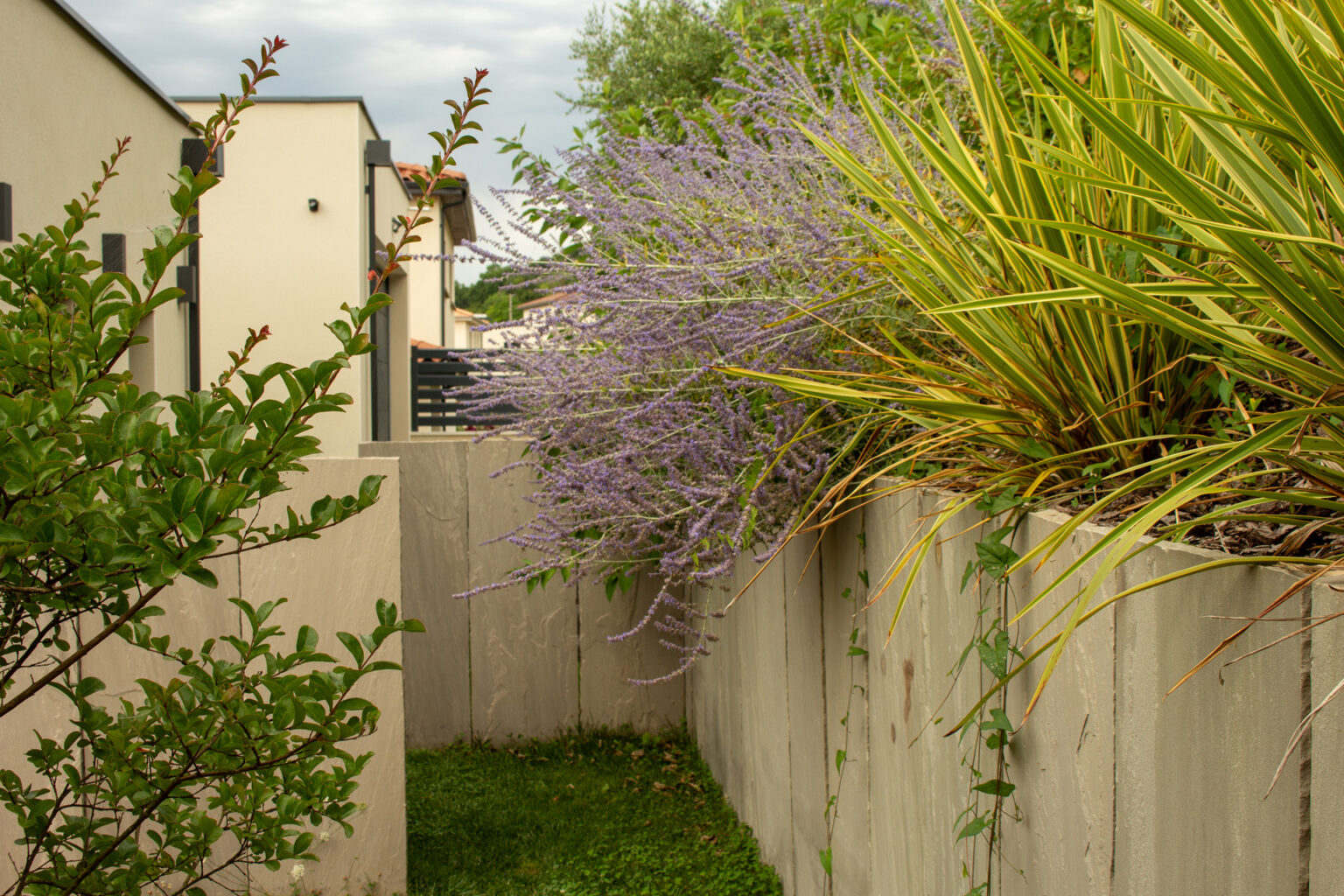 Passage engazonné entre la maison et le soutènement en grès gris, perovskia et phormium en surplomb – projet LOROPETALUM