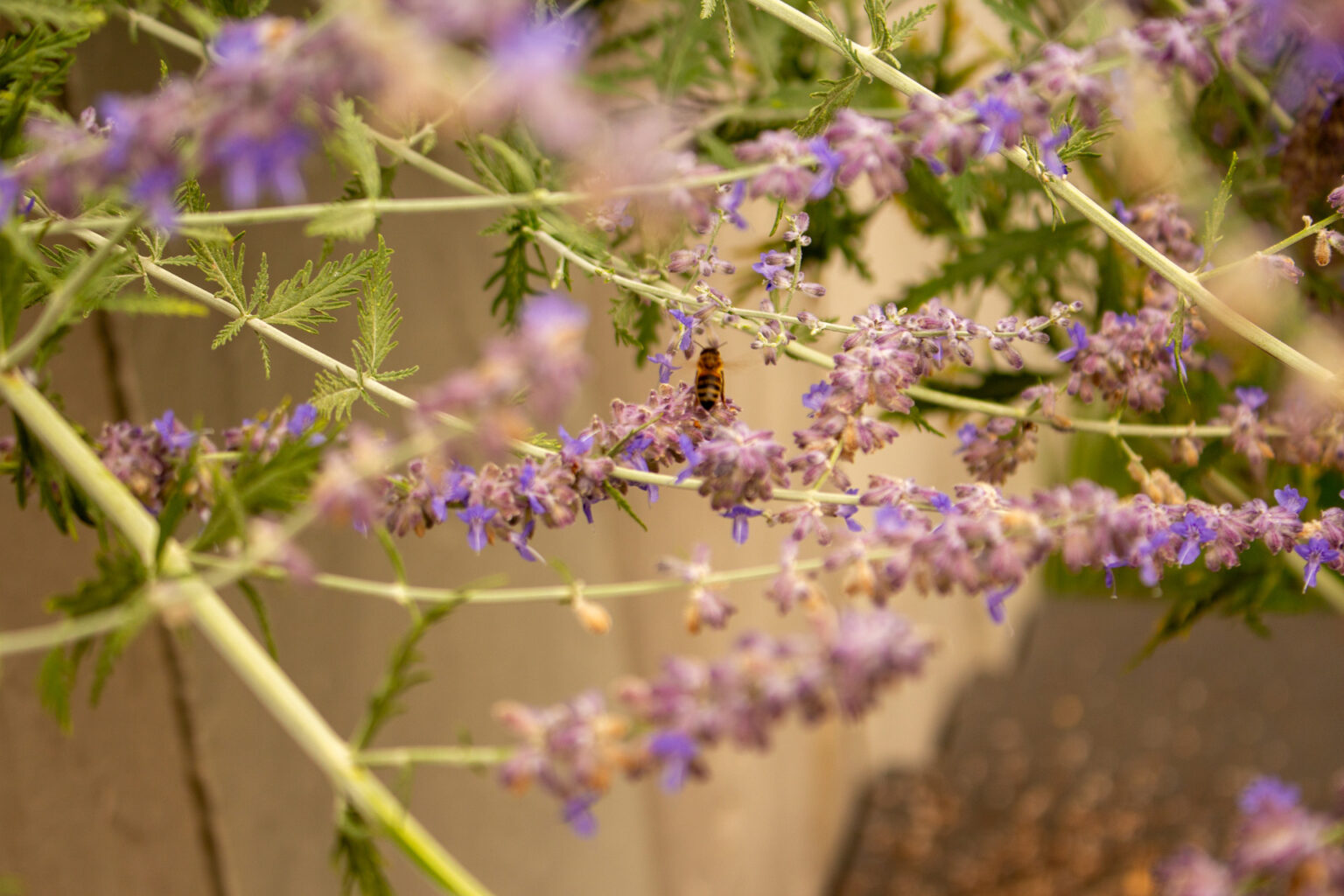 Gros plan sur les épis bleu lavande d'un perovskia avec une abeille butinant devant un mur en grès – projet LOROPETALUM