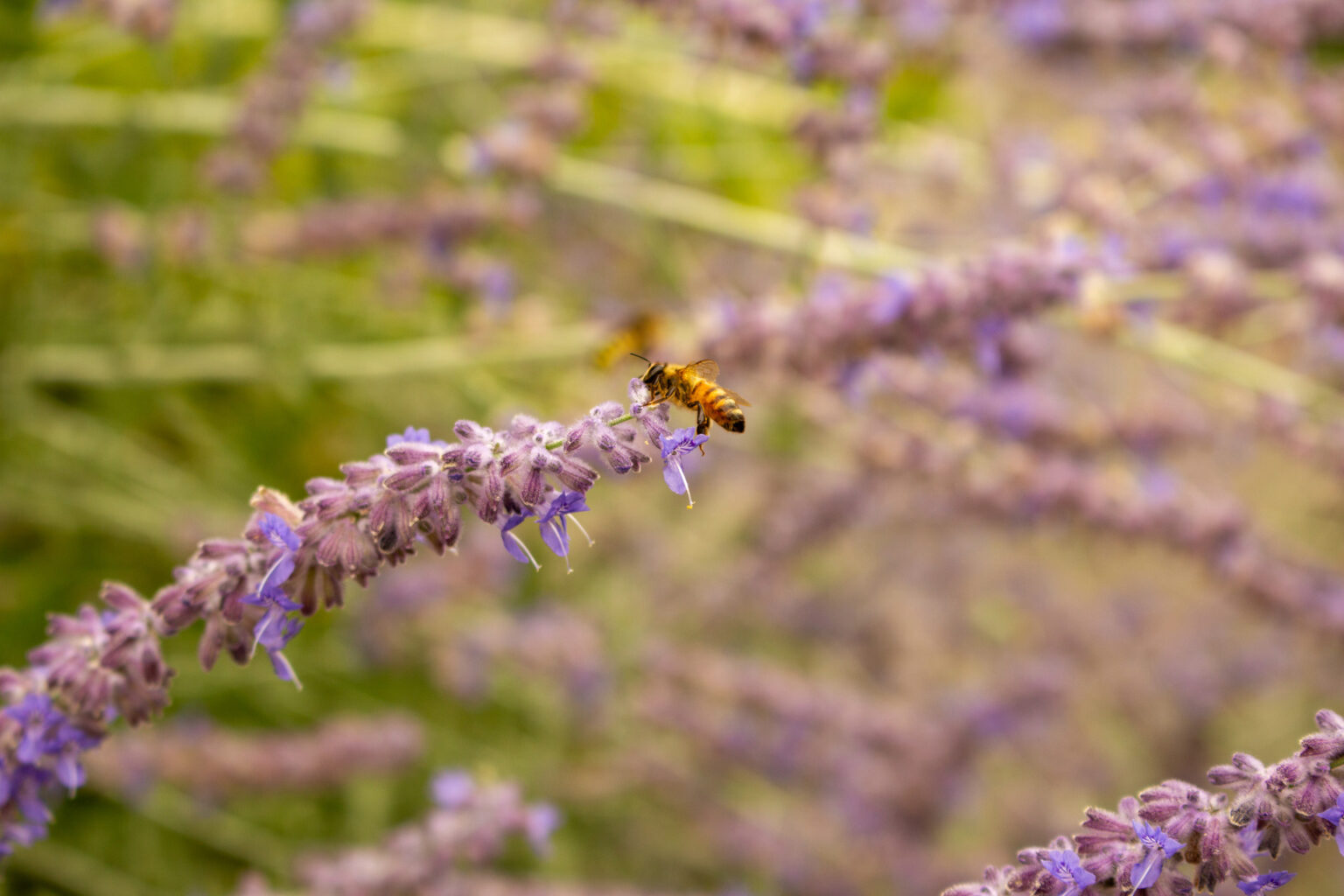 Abeille en vol au-dessus d'un épi de perovskia, arrière-plan flou de fleurs bleu mauve – projet LOROPETALUM