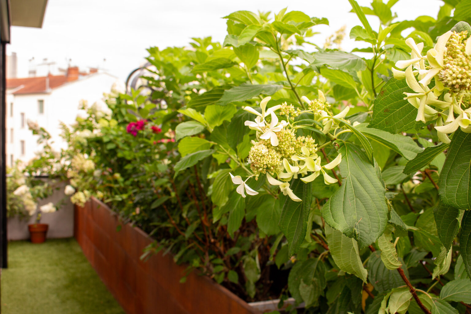 Fleurs d'hortensia blanc crème et rosier rouge dans la jardinière en corten, toits d'immeubles derrière – projet PAEONIA