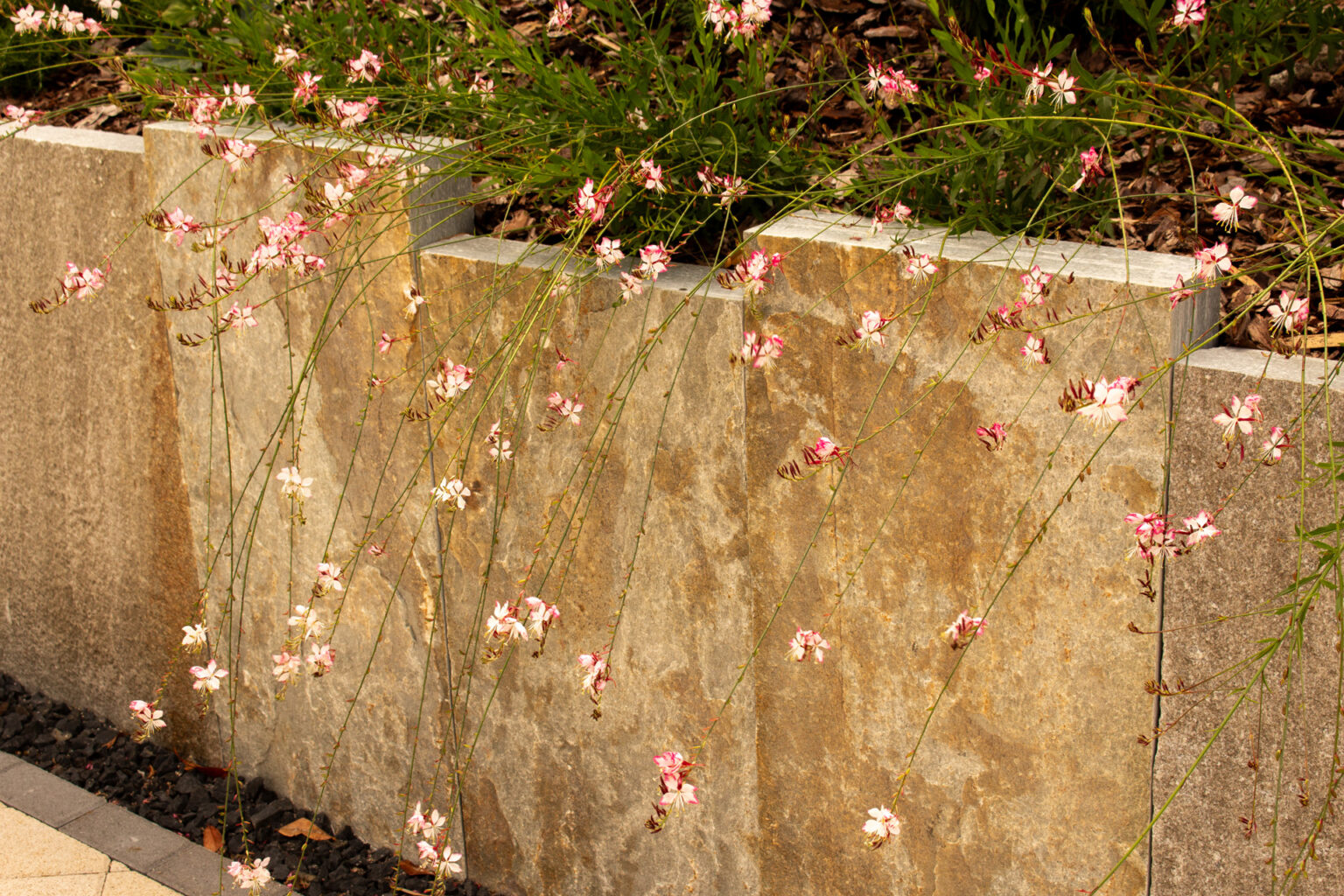 Tiges fleuries de gaura rose retombant devant des plaques minérales de soutènement, concassé noir au pied – projet ULMUS