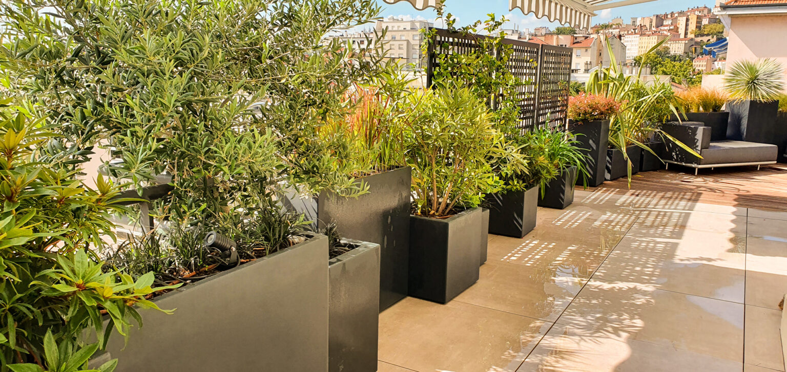 Rangée de bacs fibre de verre anthracite plantés d'olivier et graminées au bord d'une terrasse en grès cérame – projet SEDUM