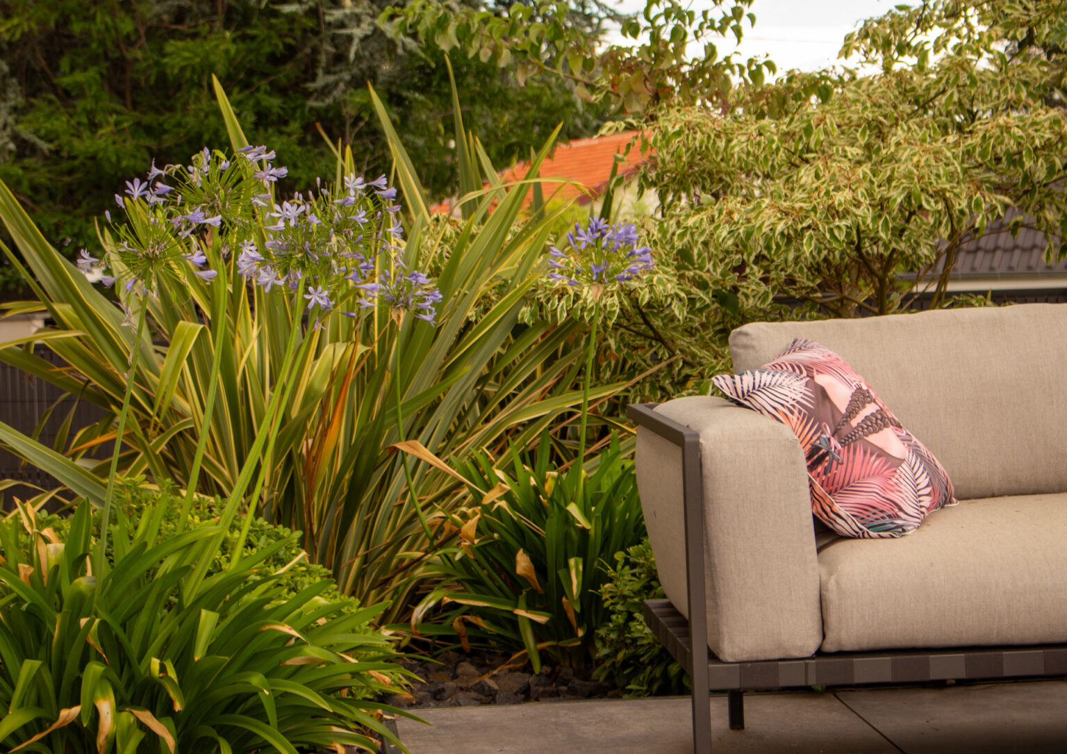 Agapanthes bleues et phormiums panachés en bordure de terrasse, canapé d'extérieur et cornouiller panaché – projet SALVIA