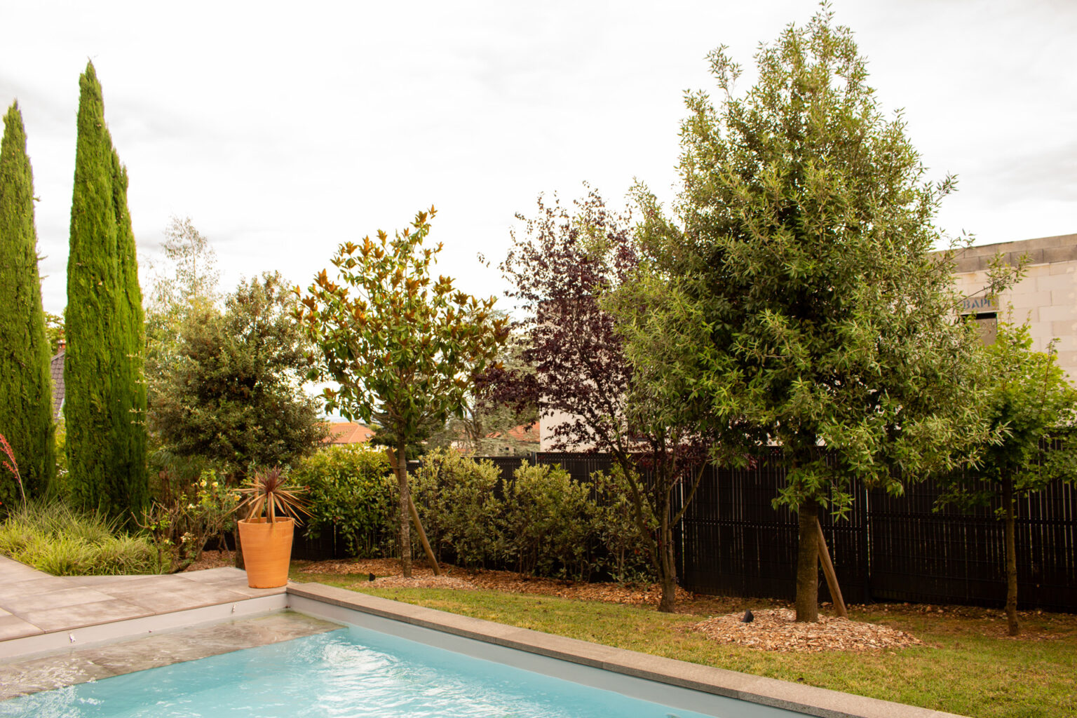 Piscine bordée de margelles claires et de pelouse, arbres tuteurés paillés, cyprès et clôture sombre en fond – projet SALVIA