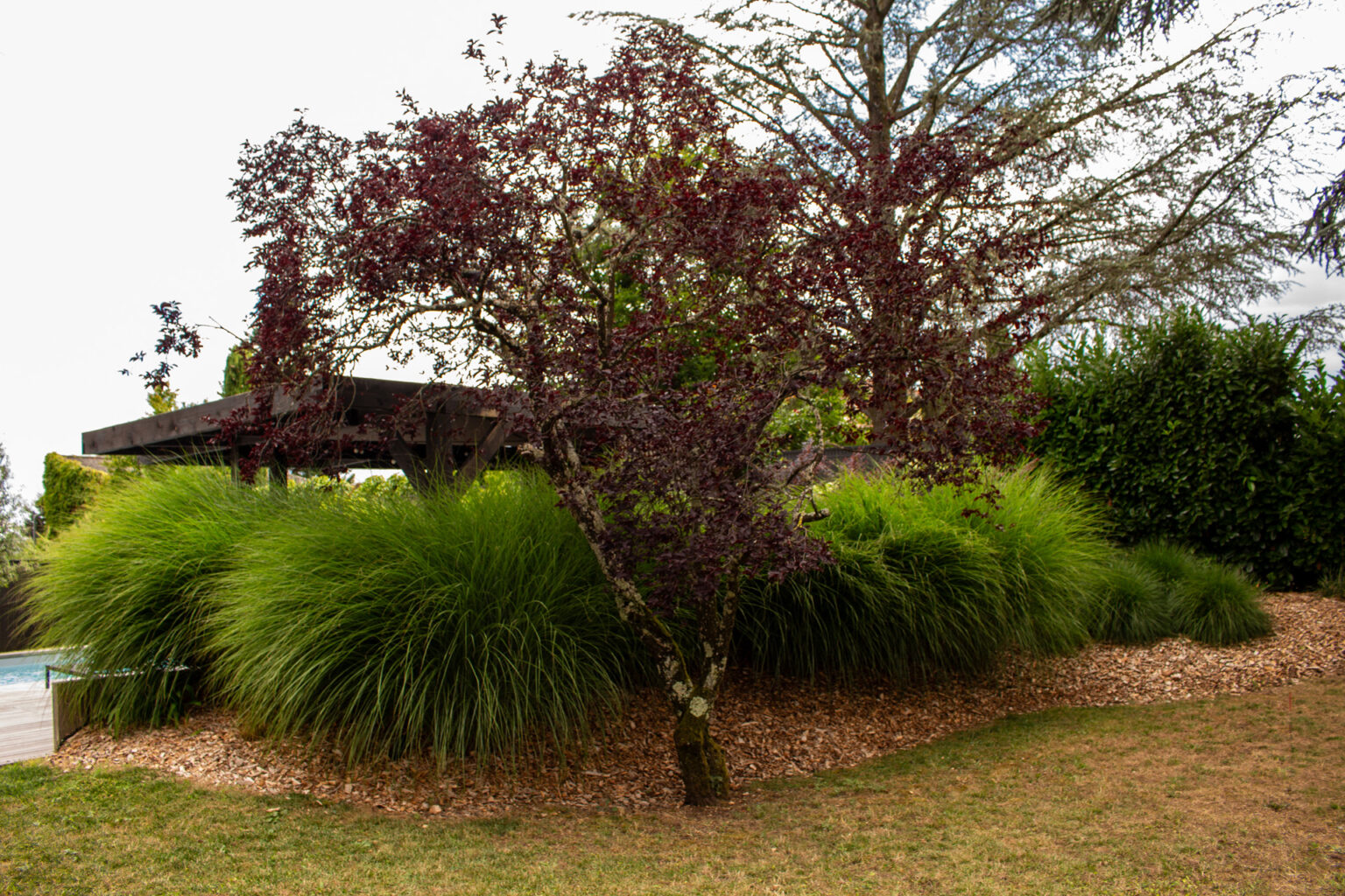 Prunus pourpre au-dessus d'un large massif de graminées paillé de copeaux, pergola bois et piscine au fond – projet SALVIA
