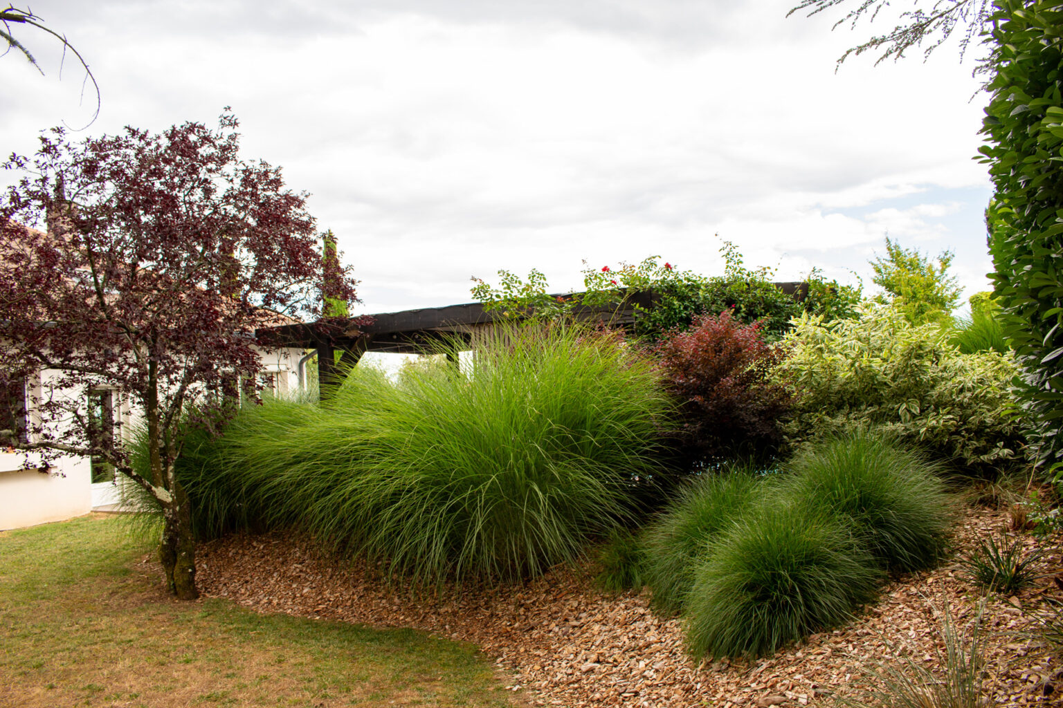 Grands massifs de miscanthus, fétuques, loropetalum pourpre et cornouiller panaché devant la pergola – projet SALVIA