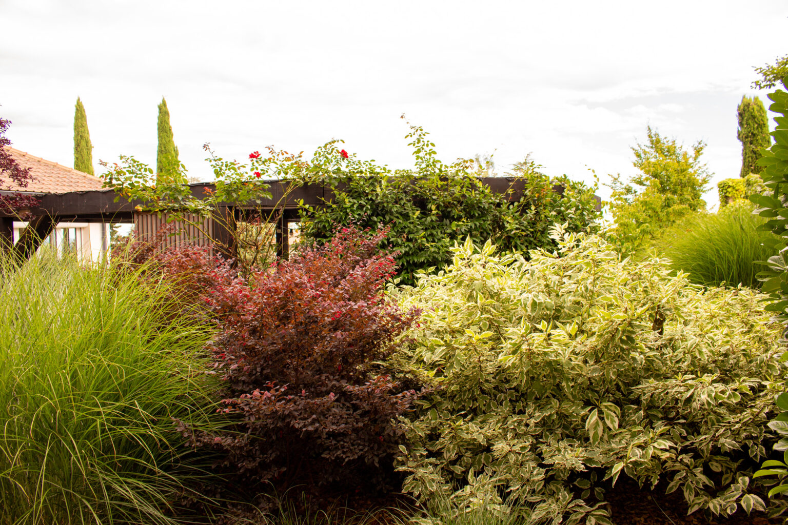 Massif de miscanthus, loropetalum et cornouiller panaché devant la pergola bois couverte de rosiers – projet SALVIA