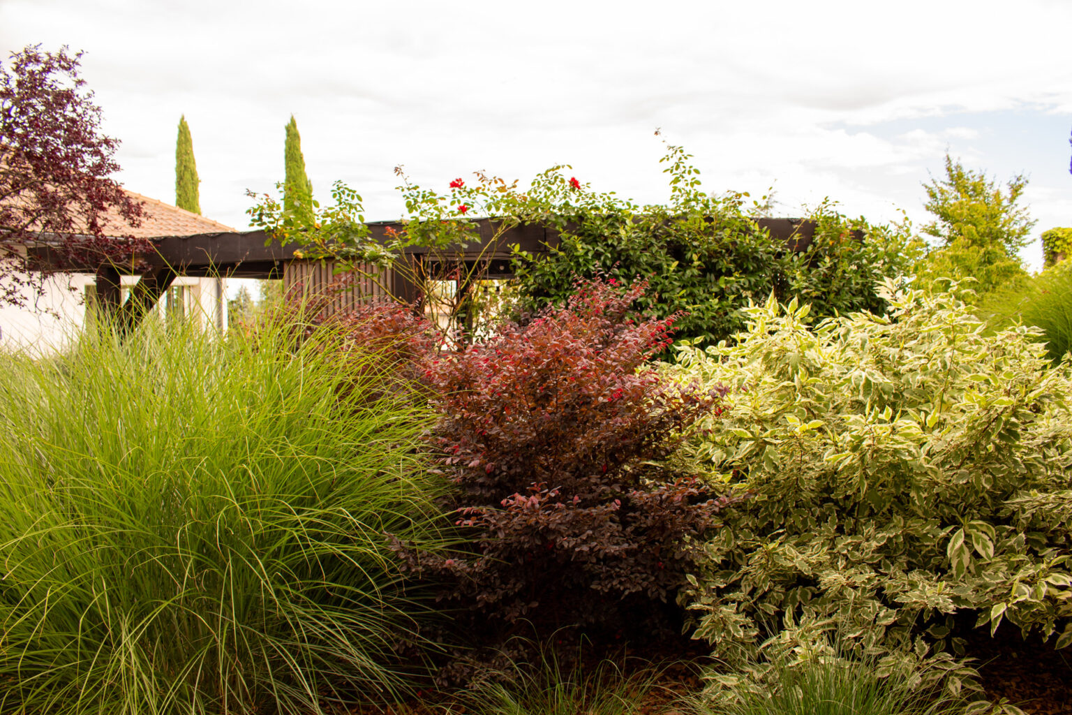 Pergola bois à brise-vue en tasseaux derrière un massif de miscanthus, loropetalum et cornouiller panaché – projet SALVIA