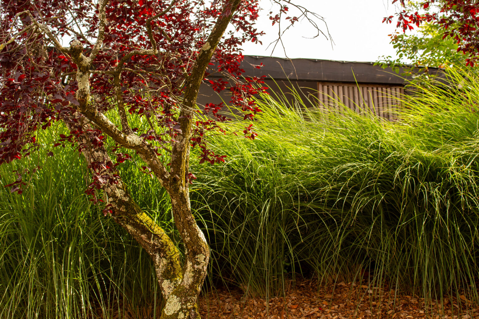 Tronc d'un prunus pourpre devant une masse de miscanthus sur paillage de copeaux, toit de la pergola en fond – projet SALVIA