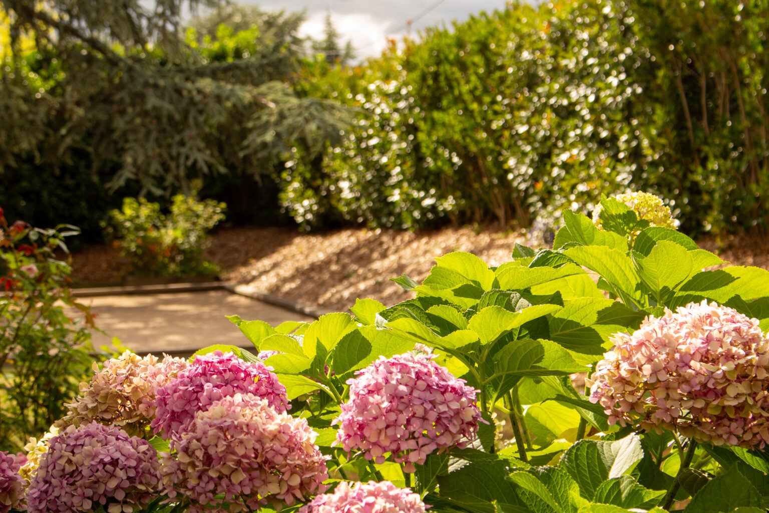 Hortensias roses en fleurs devant le terrain de pétanque bordé de bois, haie de photinias et cèdre derrière – projet SALVIA