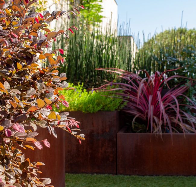 Gros plan sur les bacs corten : loropetalum pourpre, cordyline rose et prêles sur fond d'arbres taillés – projet JASMINUM
