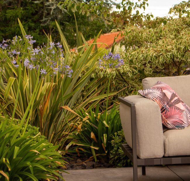 Agapanthes en bordure de terrasse Agapanthes bleues et phormiums panachés en bordure de terrasse, canapé d'extérieur et cornouiller panaché – projet SALVIA