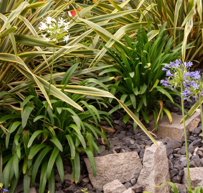 Jour de Jardin paysagiste villefranche sur saone et beaujolais WAJ pergola végétalisation escalier 9 Jour de Jardin paysagiste villefranche sur saone et beaujolais WAJ pergola végétalisation escalier 9