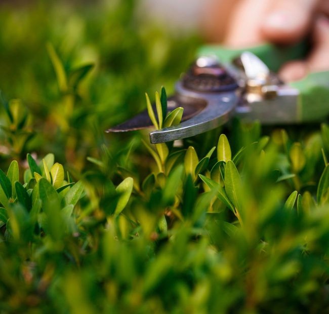 Sécateur à manches verts coupant une jeune pousse de buis, gros plan sur le feuillage