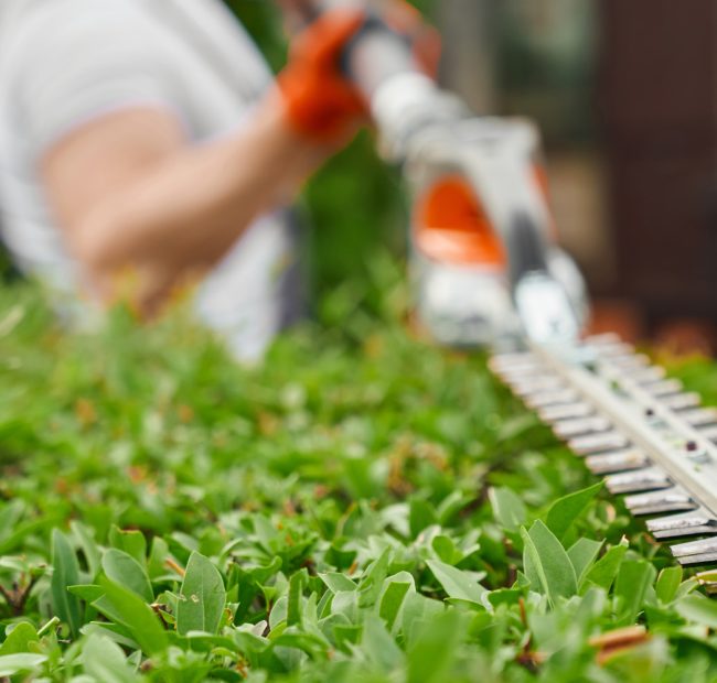 Lame d’un taille-haie électrique passant sur le dessus d’une haie verte, jardinier flou en arrière-plan