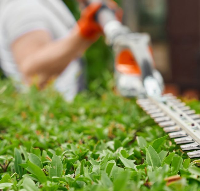 Lame d’un taille-haie électrique passant sur le dessus d’une haie verte, jardinier flou en arrière-plan